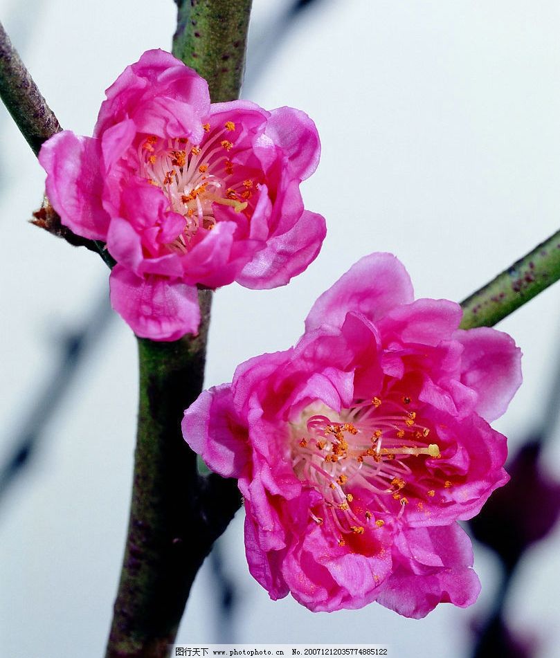 探索與發(fā)現(xiàn)，走進(jìn)神奇的17圖庫世界