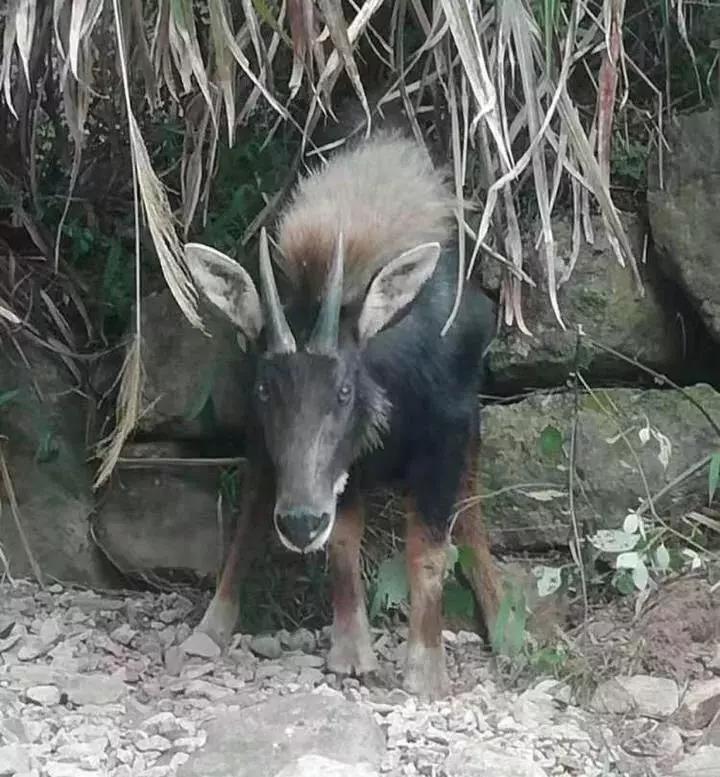 王中王四不像圖一肖中，揭秘神秘現(xiàn)象與探索背后的奧秘，揭秘神秘現(xiàn)象背后的奧秘，探索王中王四不像圖一肖中的奇幻世界