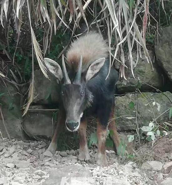 四不像，澳門獨(dú)特魅力的探索與解析，澳門獨(dú)特魅力的探索與解析，四不像的魅力之旅