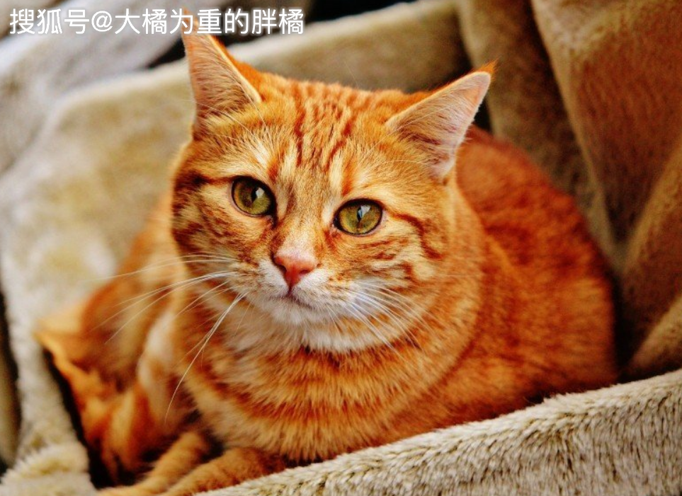 王中王四不象必中一肖——揭秘彩票背后的秘密，揭秘彩票背后的秘密，王中王四不象必中一肖的真相探索